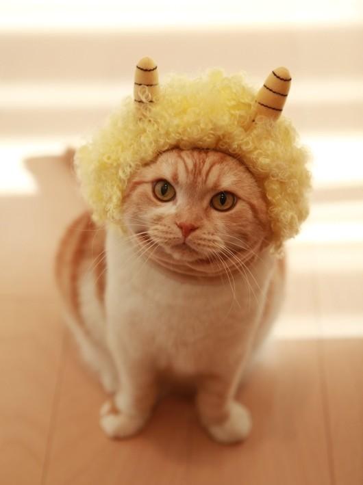 Cat cq3