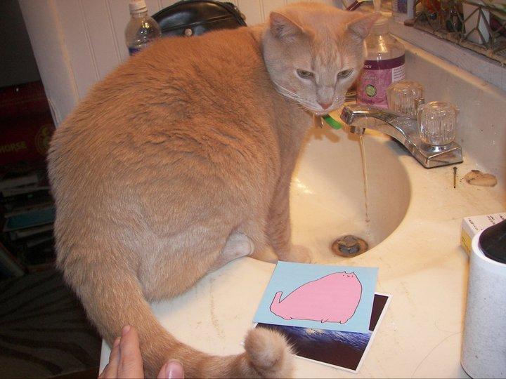 Cat cqe