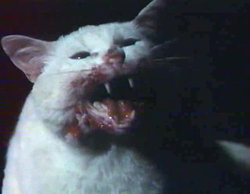 Cat cqi