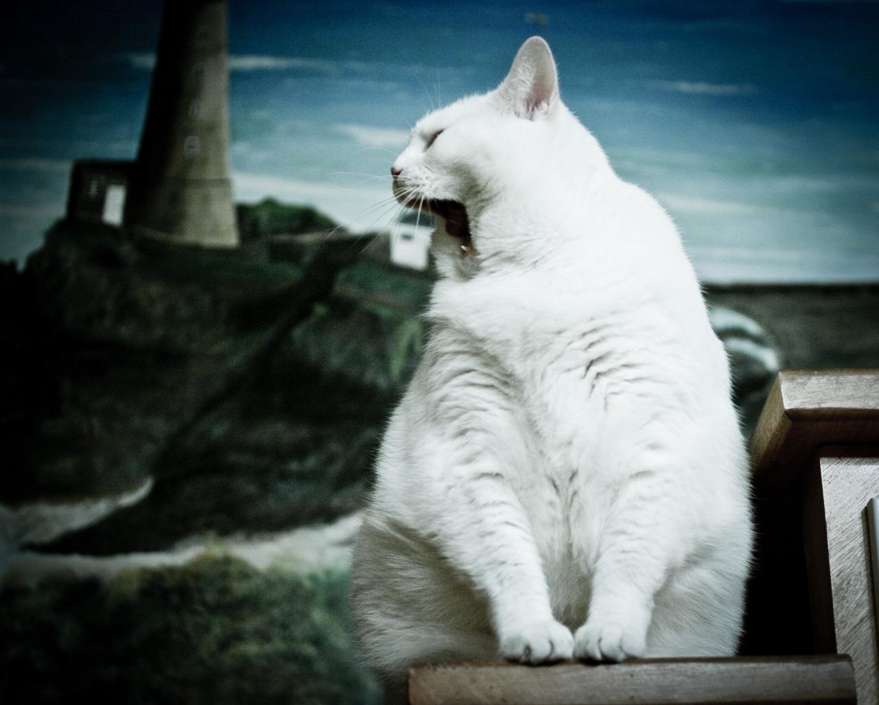 Cat cqj