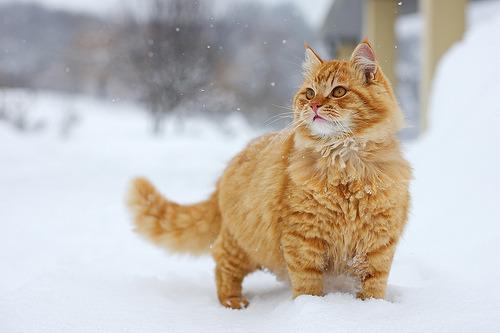 Cat cqk