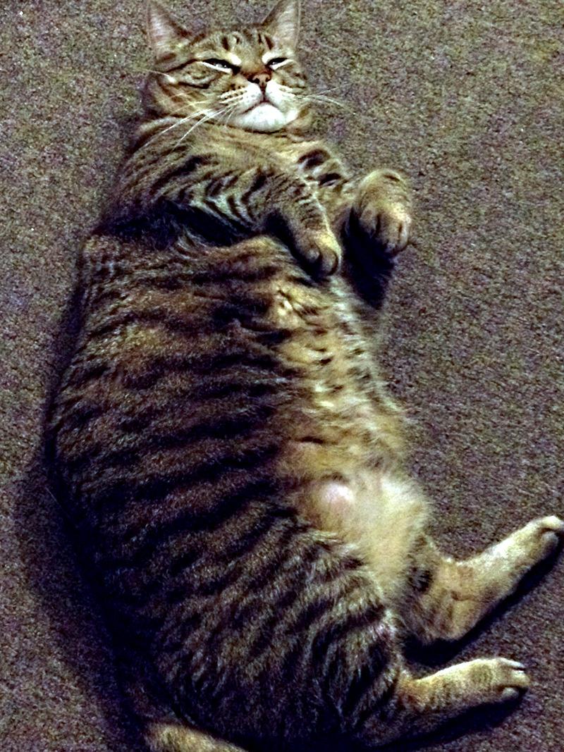 Cat cqn
