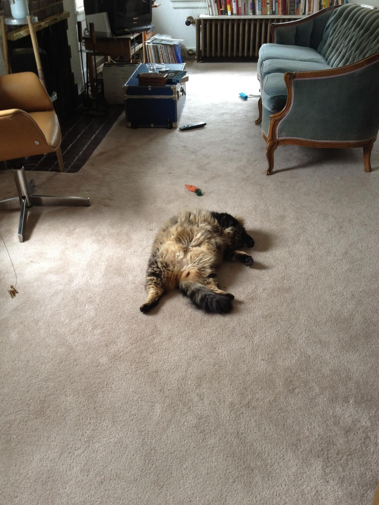 Cat cr5