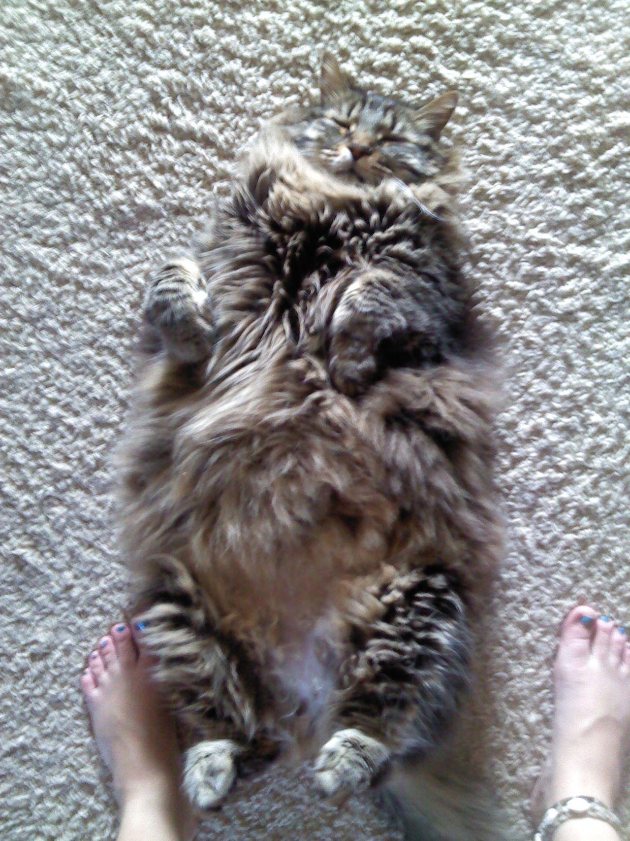 Cat cra