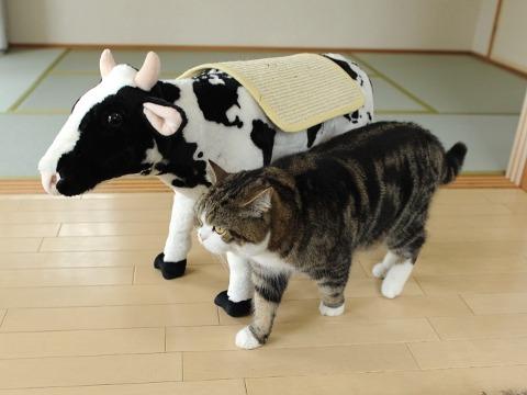 Cat crk