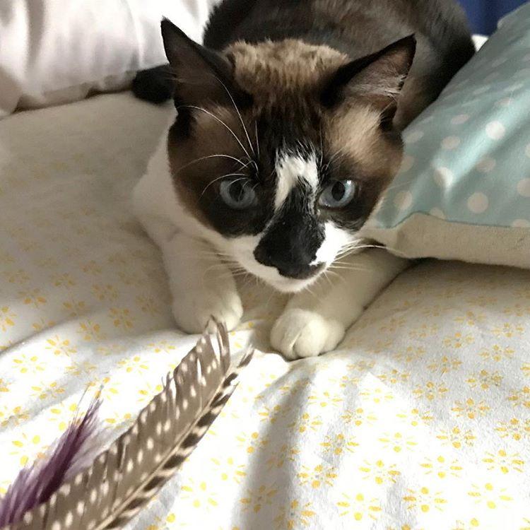 Cat cs_LyHtif