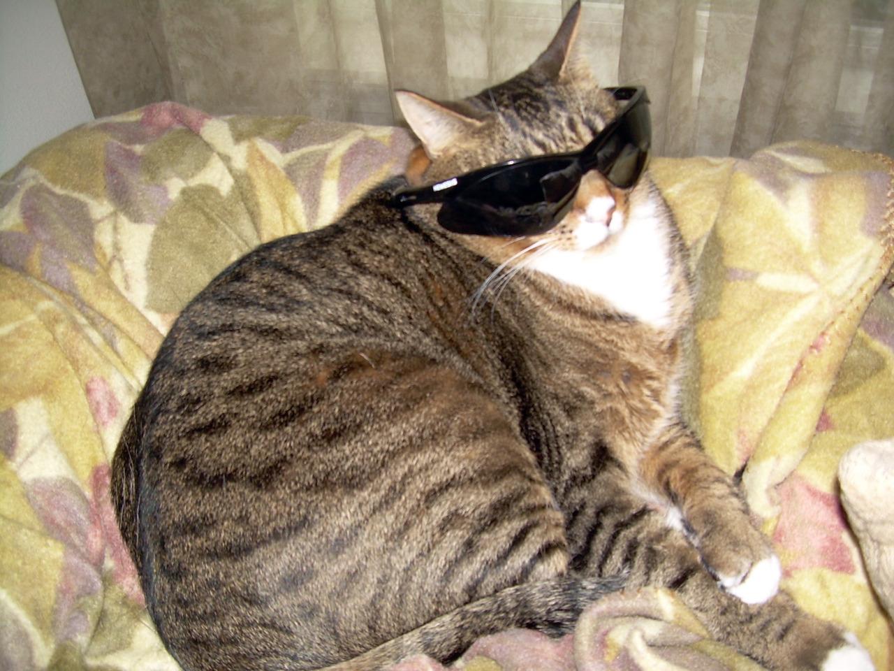 Cat csc