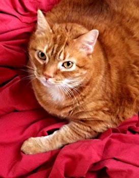 Cat csk