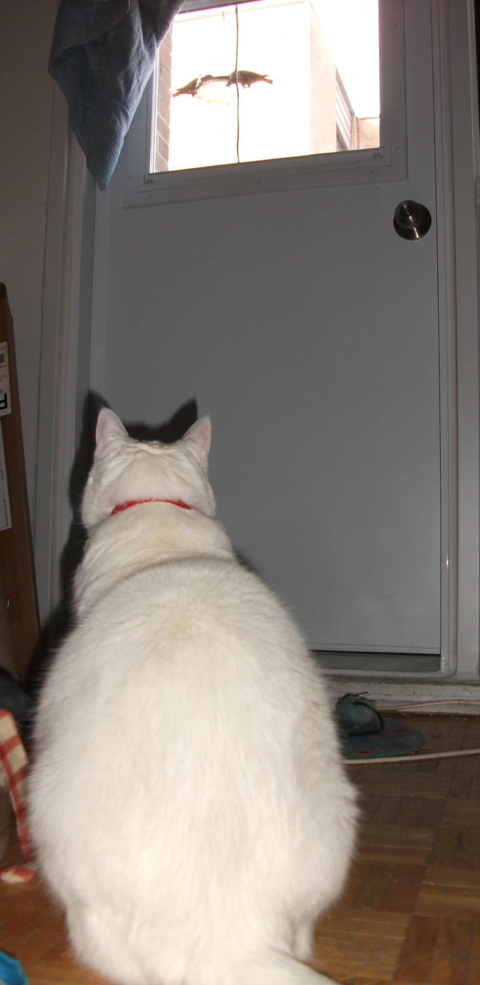 Cat ct3