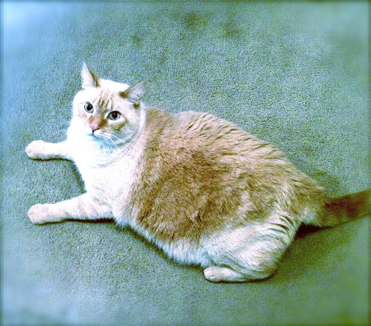 Cat ctu