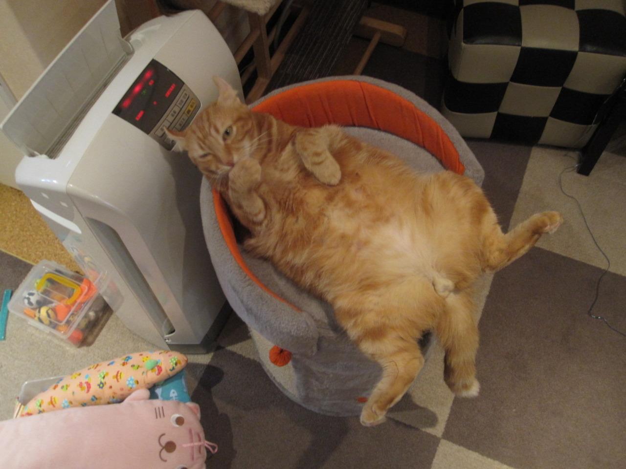 Cat cu0
