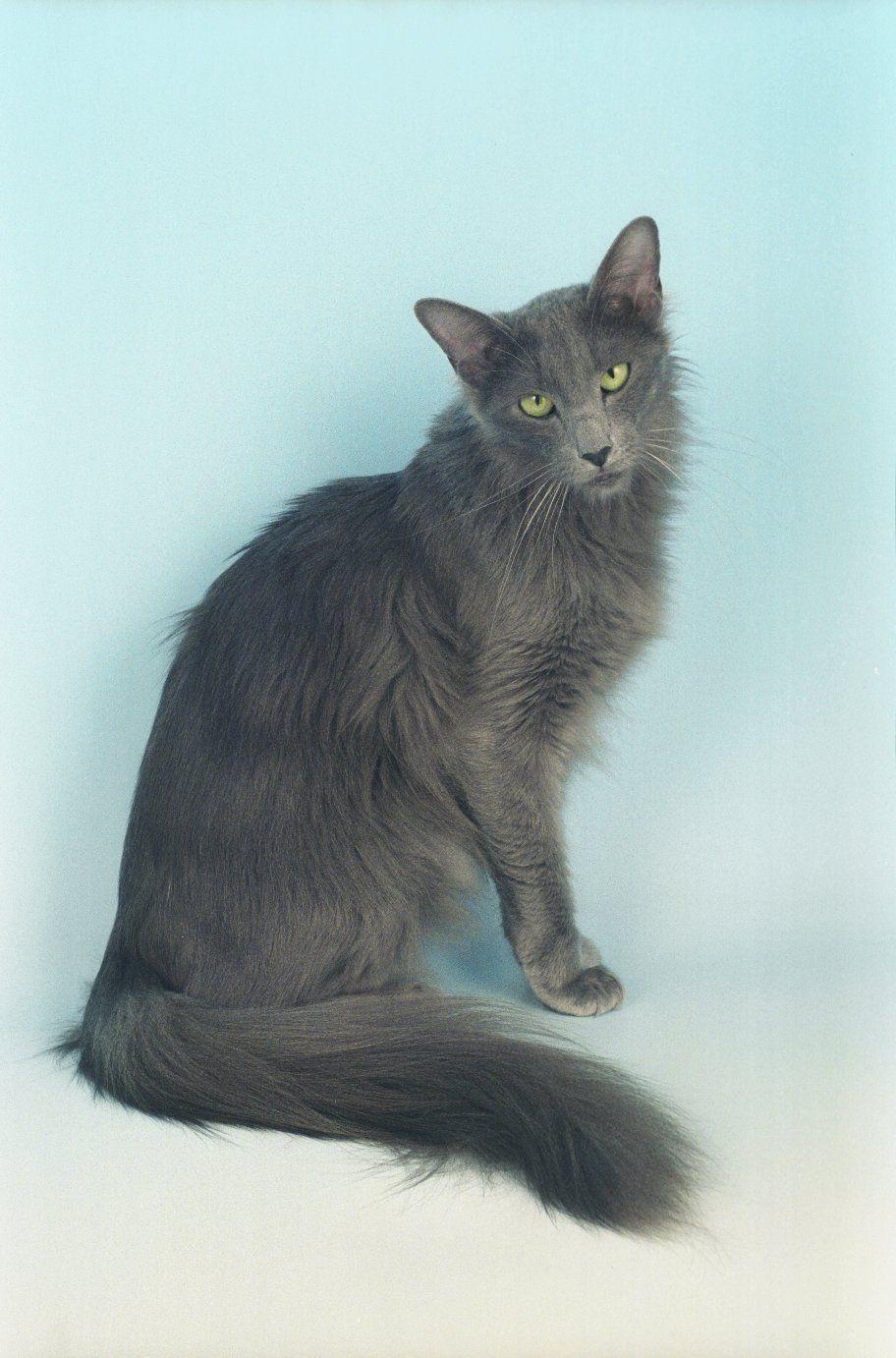 Cat cua3trGPU