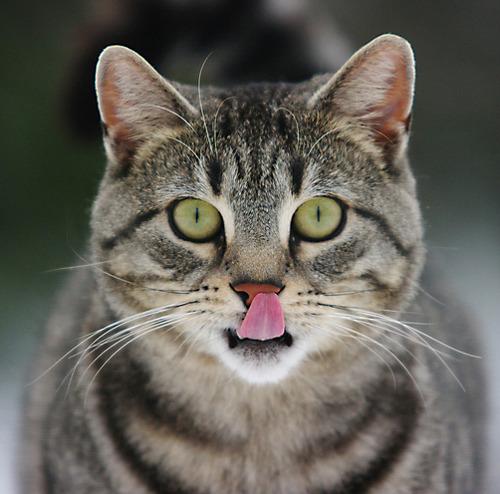 Cat cuc