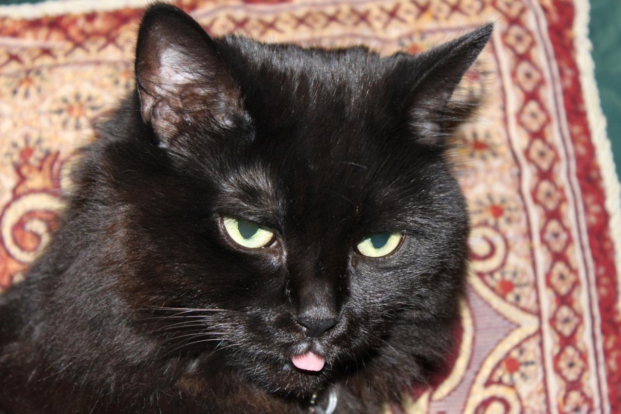 Cat cue