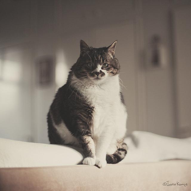 Cat cug