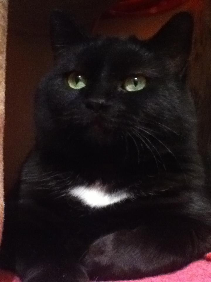 Cat cuk