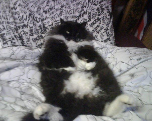 Cat cut