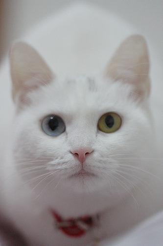Cat cv7