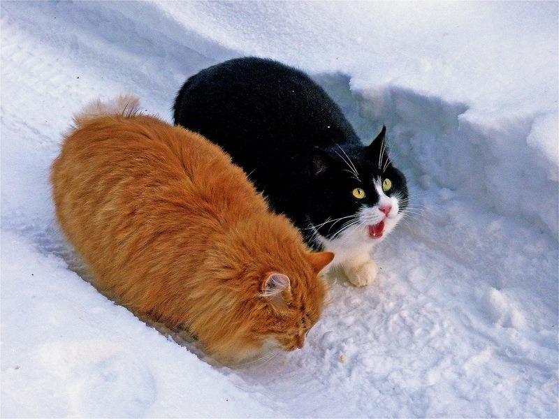 Cat cvc