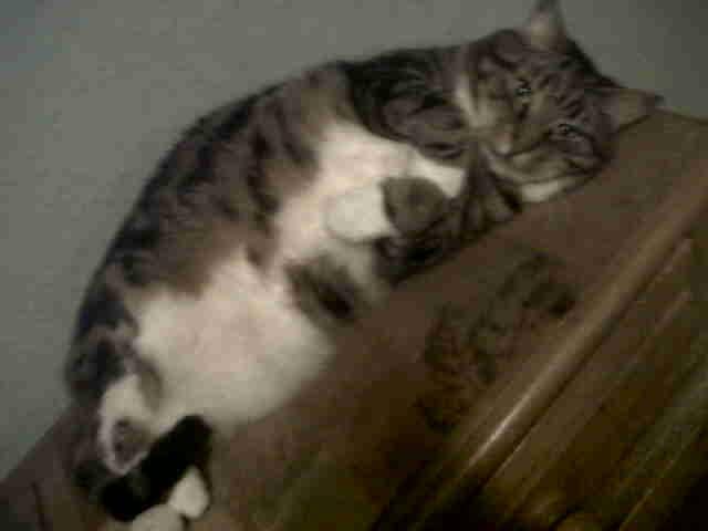 Cat cve