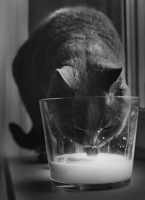 Cat cvh