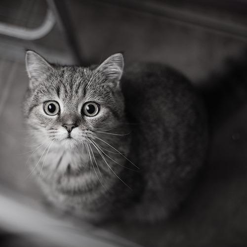Cat cvi