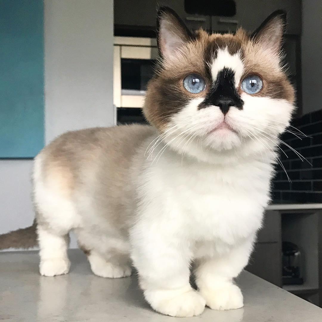 Cat cyel25FXN
