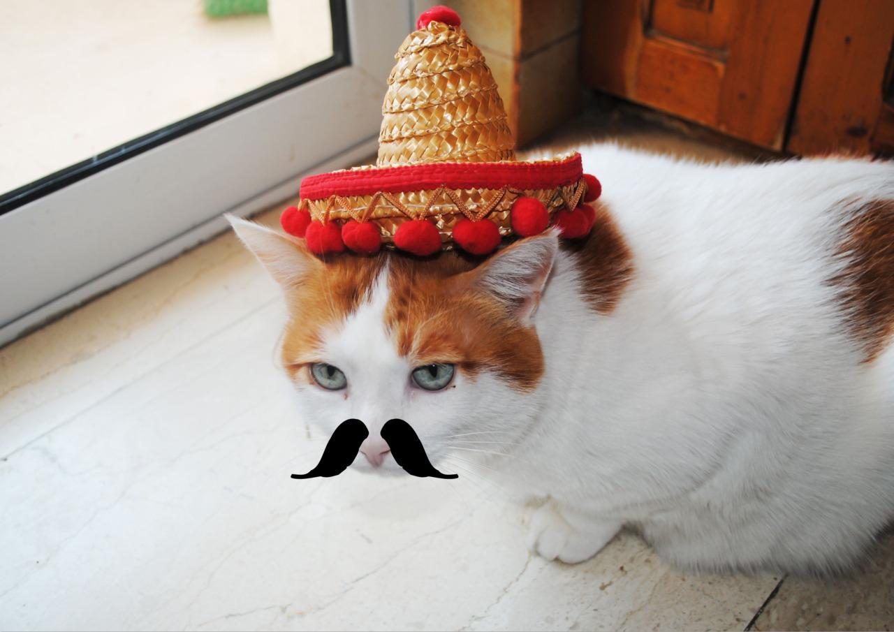 Cat d03