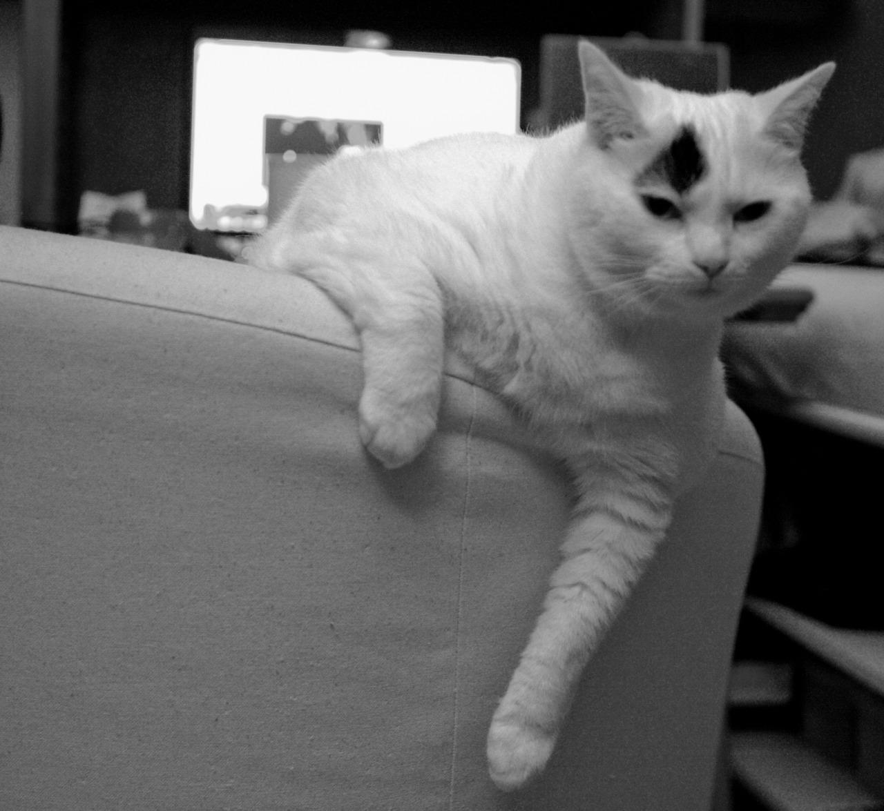 Cat d0b