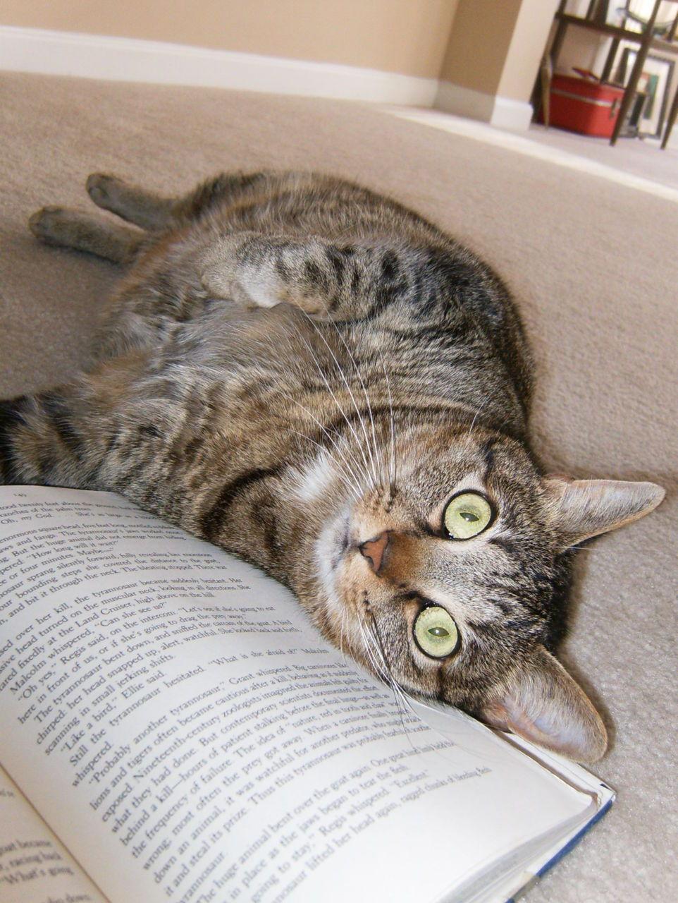 Cat d0f