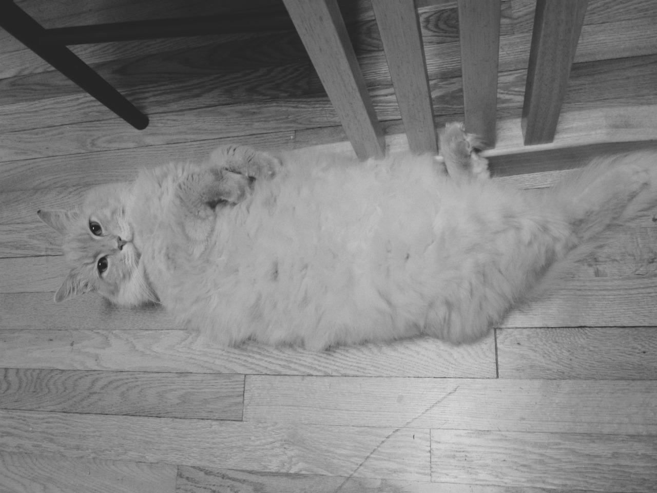 Cat d0j
