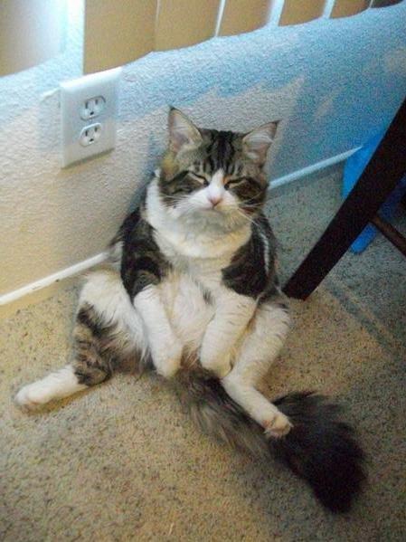 Cat d0k