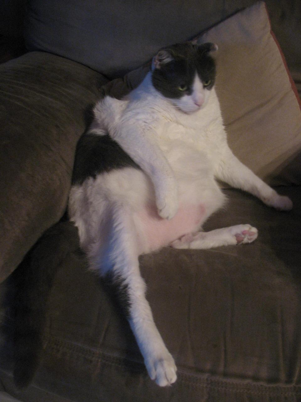 Cat d0m