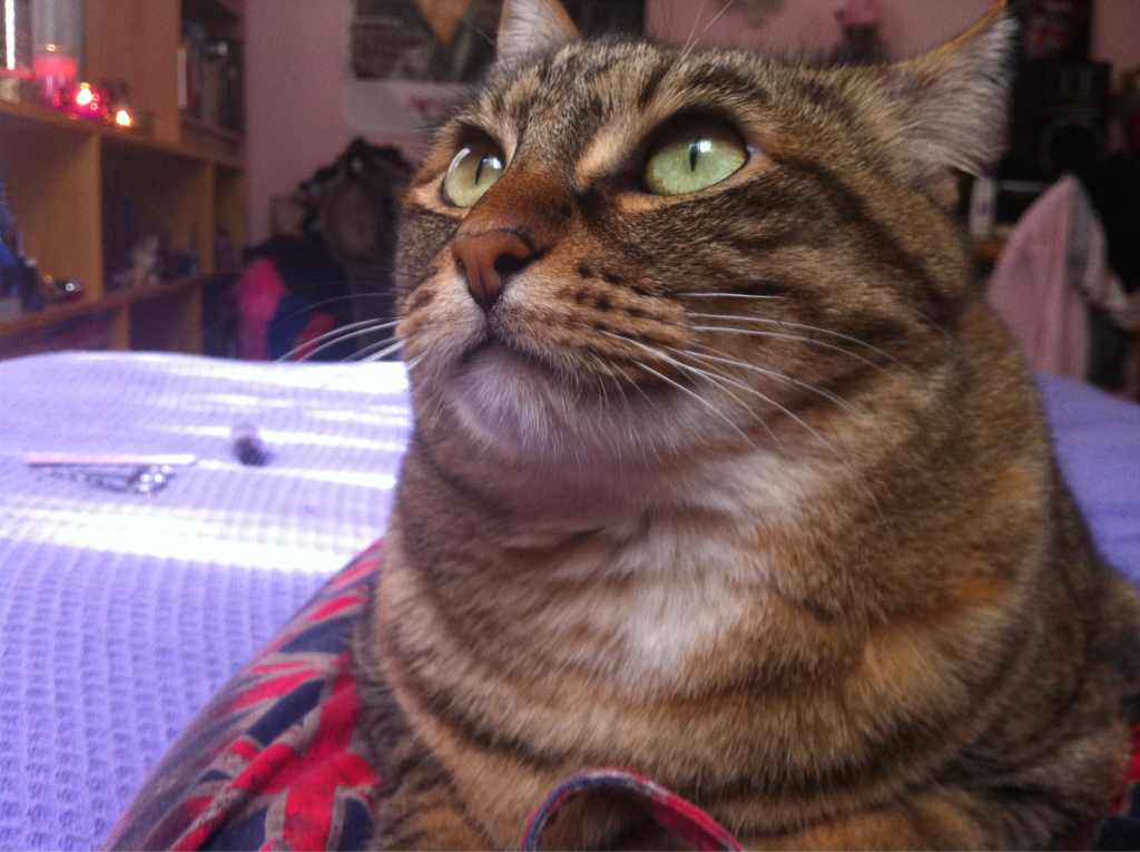 Cat d0o