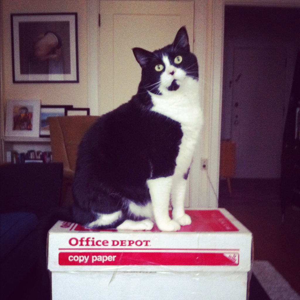 Cat d0p