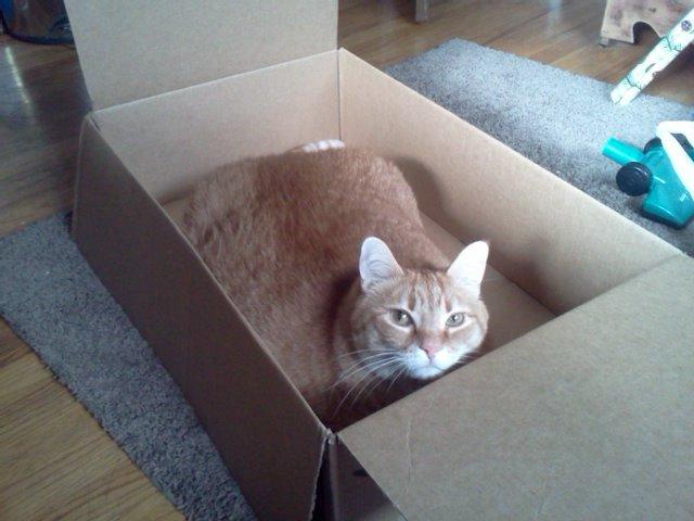 Cat d0q