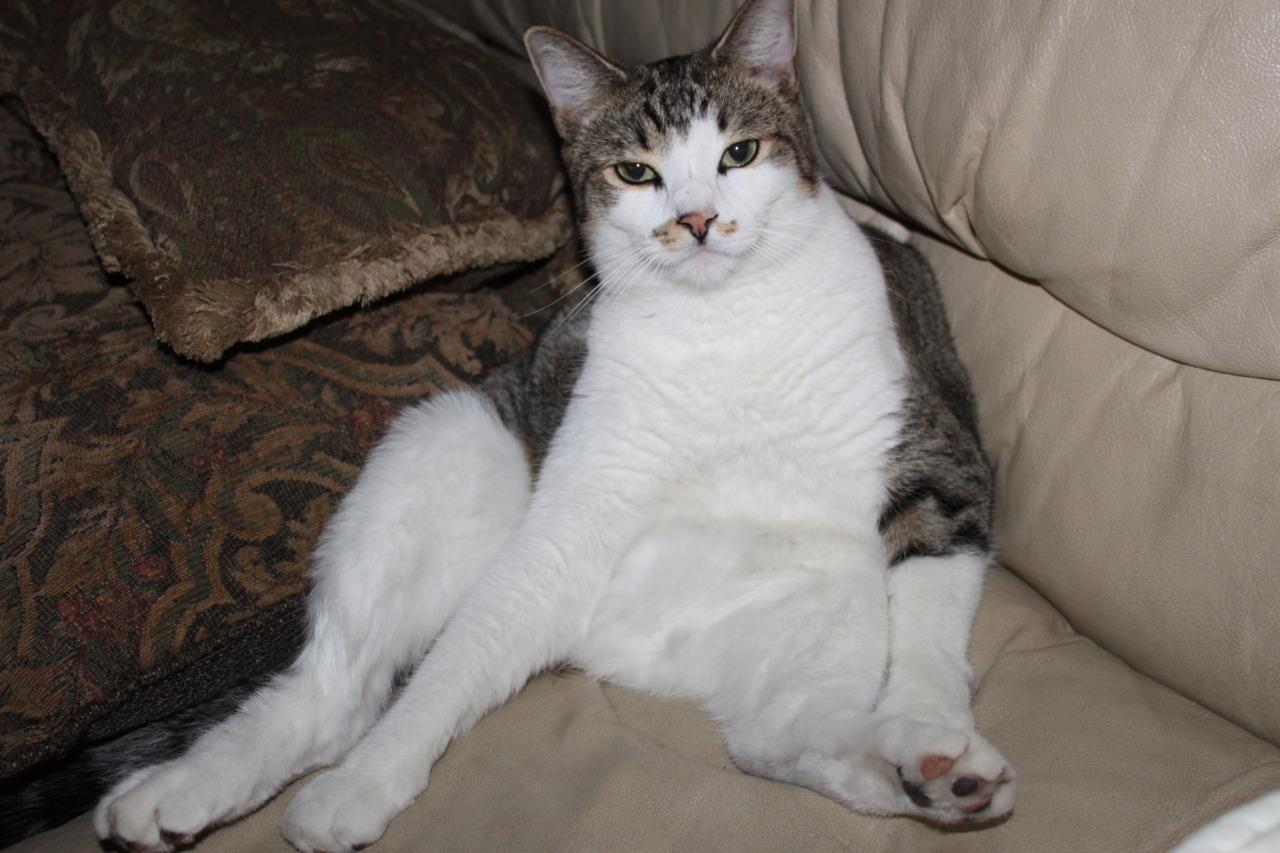 Cat d2p
