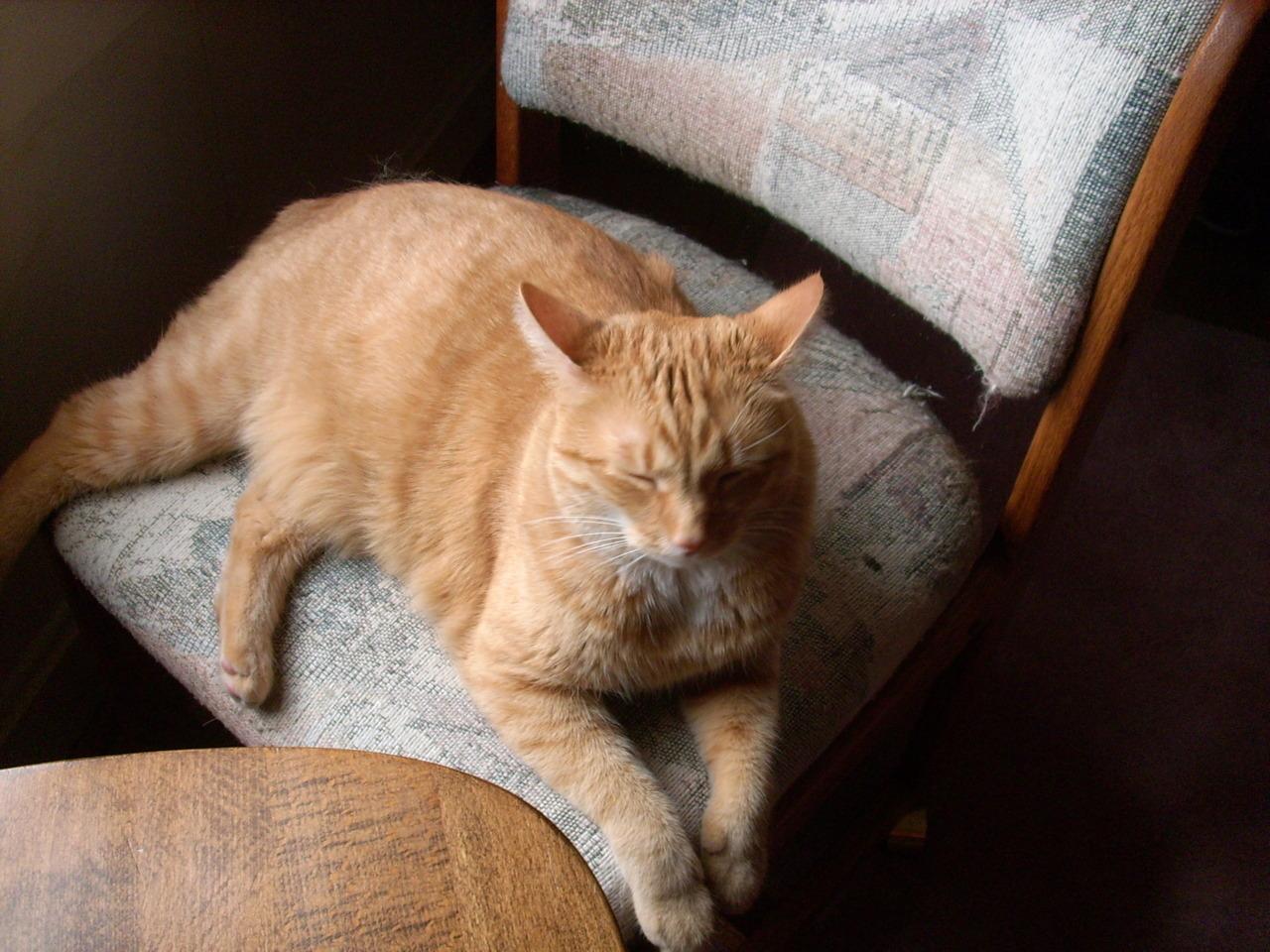 Cat d33