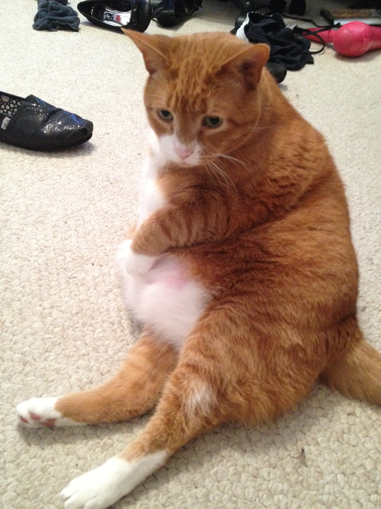 Cat d3d