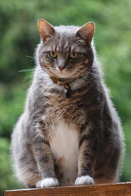 Cat d3i