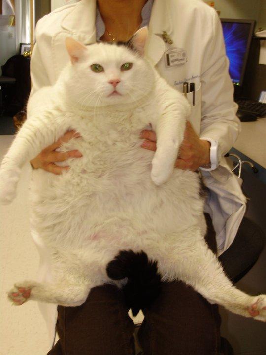 Cat d4d