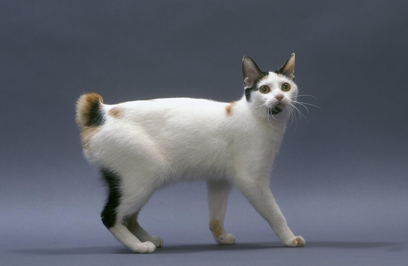 Cat d8AjzQxLp