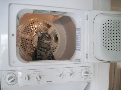 Cat d8f