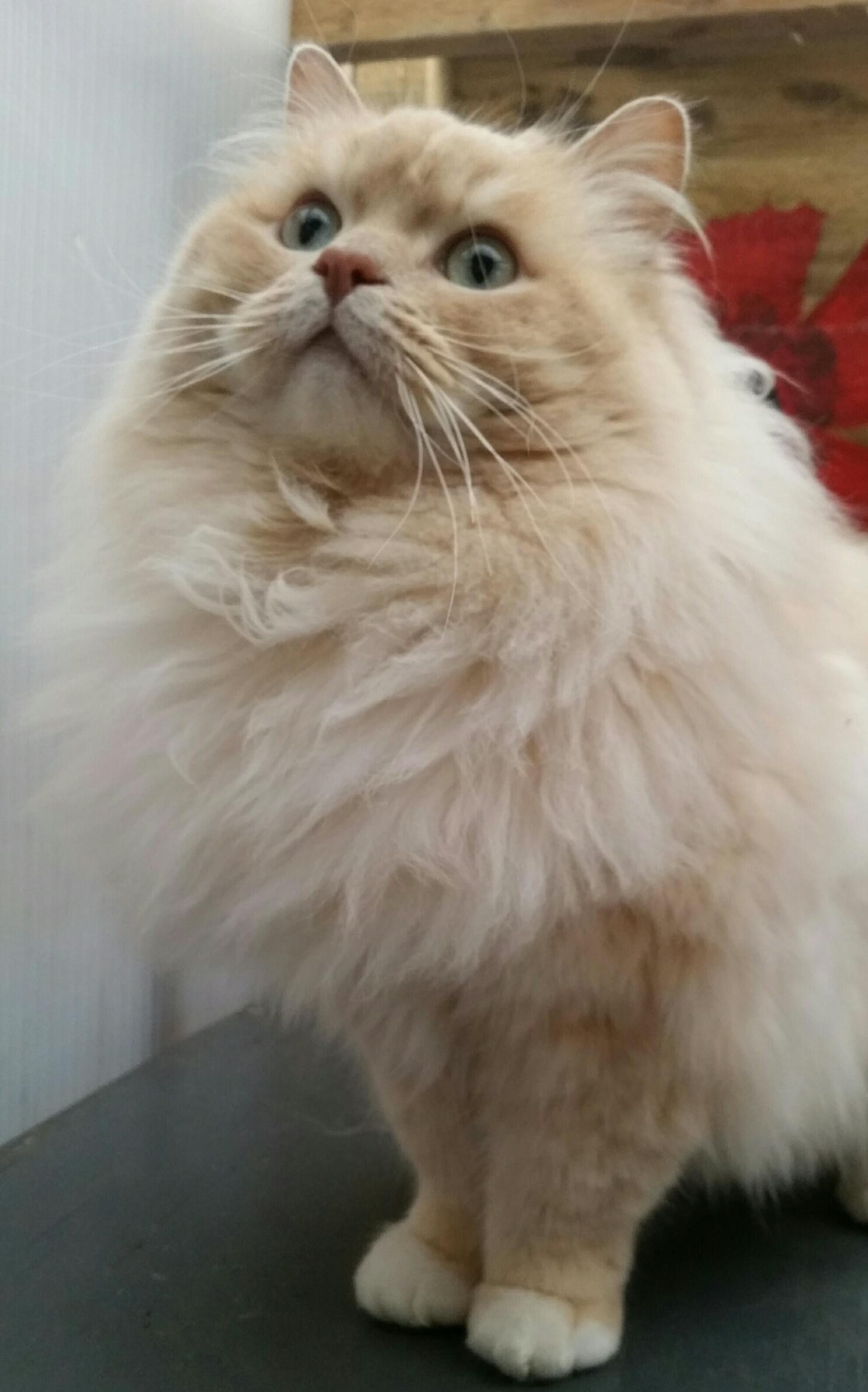 Cat dEWWIiCgr