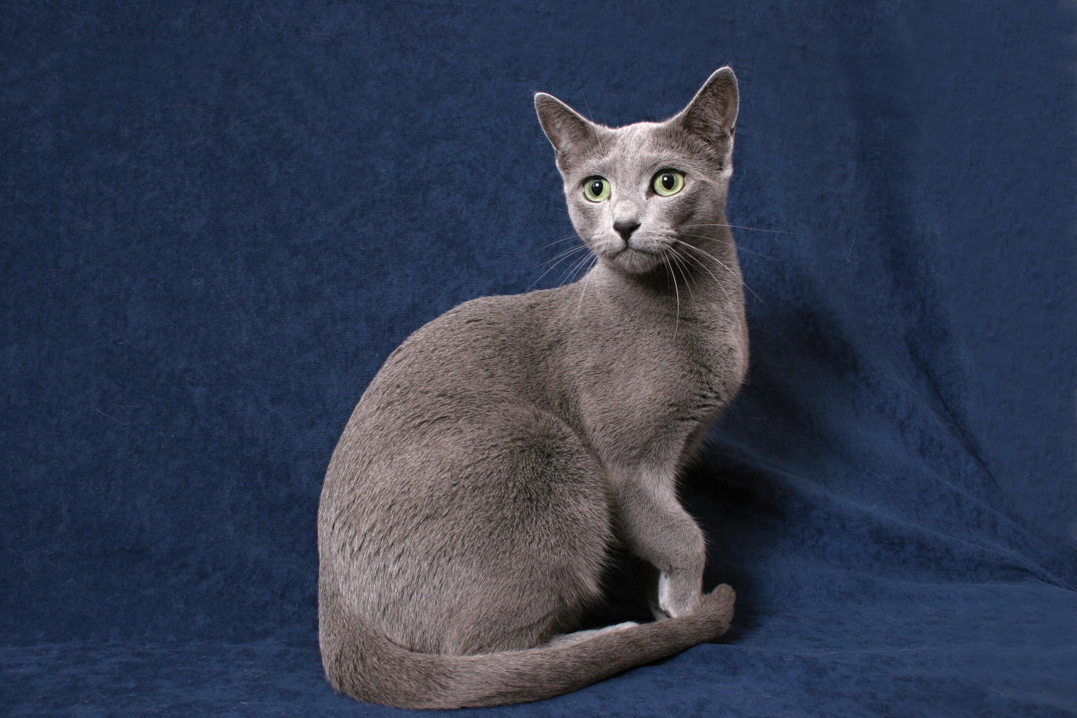 Cat dK0max215