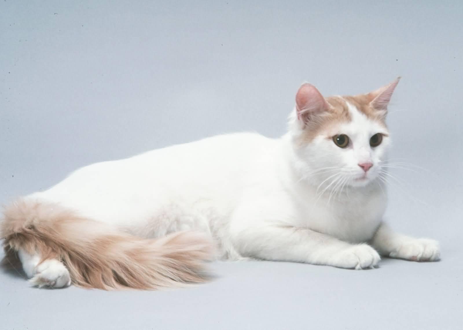 Cat dLrzJVXo1