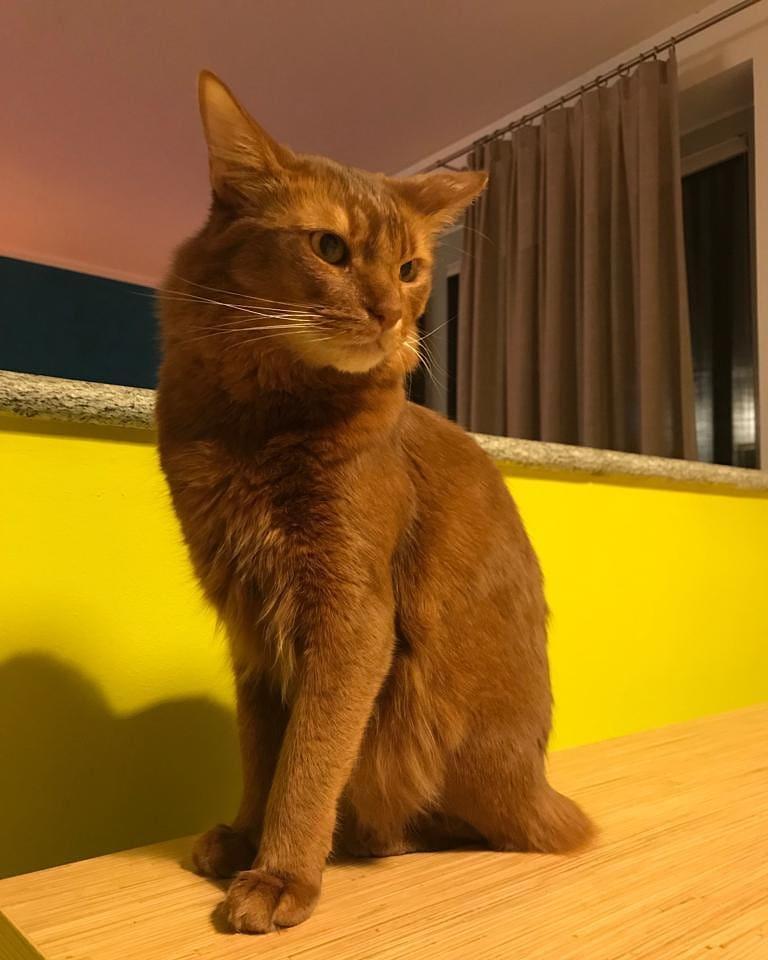 Cat dOqenzV1K