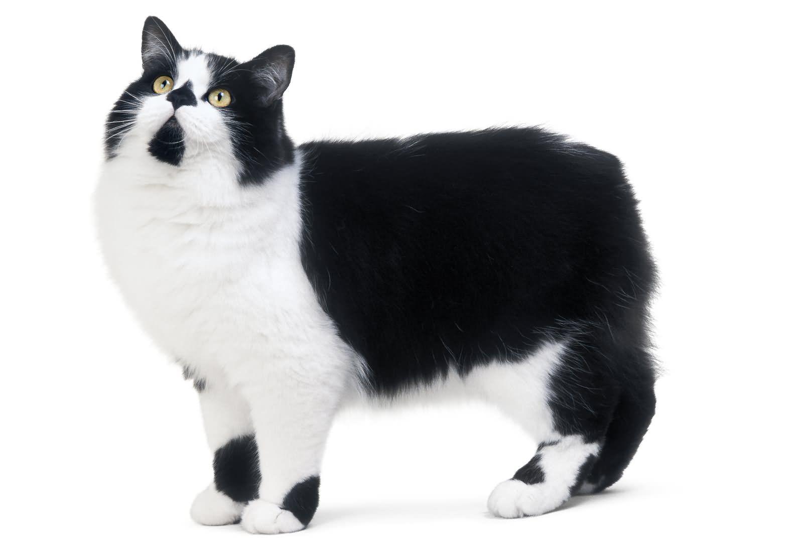 Cat dSiKP0JWG