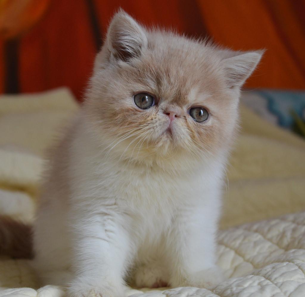 Cat dVujvBqnu