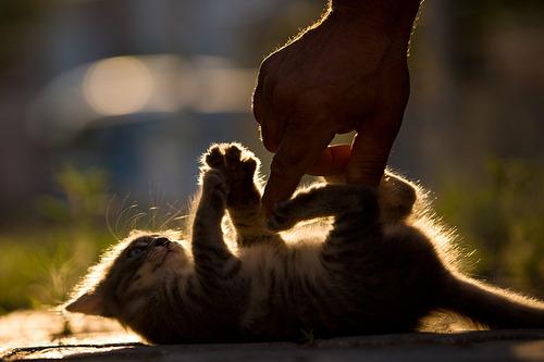 Cat da0